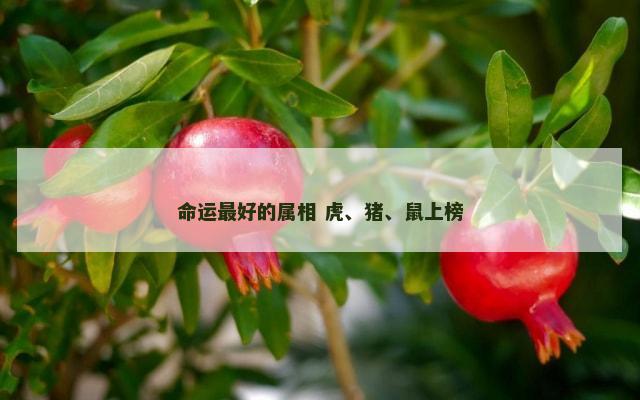 命运最好的属相 虎、猪、鼠上榜