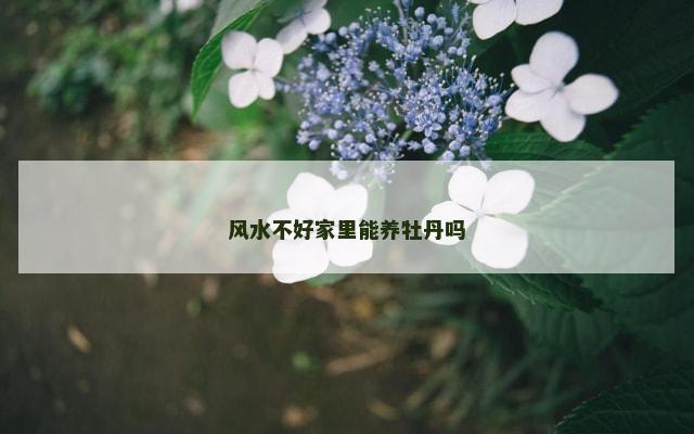 风水不好家里能养牡丹吗