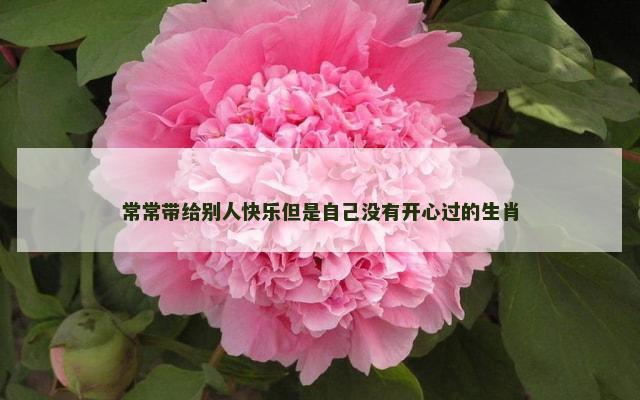 常常带给别人快乐但是自己没有开心过的生肖