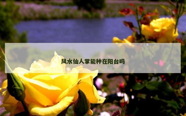 风水仙人掌能种在阳台吗