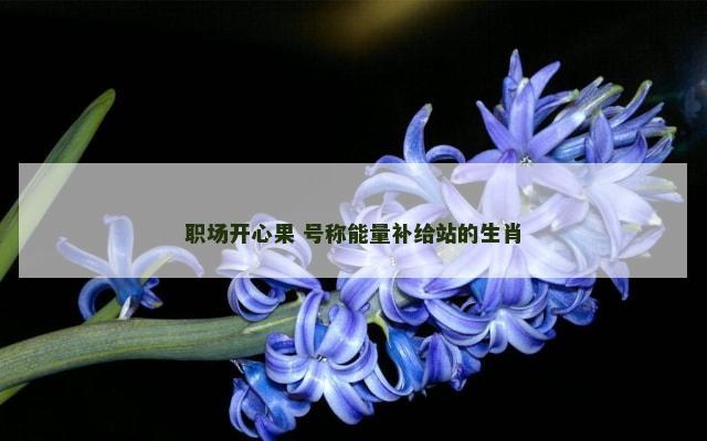 职场开心果 号称能量补给站的生肖