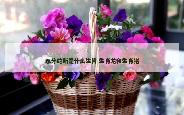 豕分蛇断是什么生肖 生肖龙和生肖猪