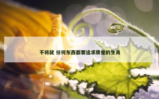 不将就 任何东西都要追求质量的生肖