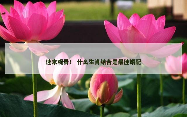 速来观看！ 什么生肖结合是最佳婚配