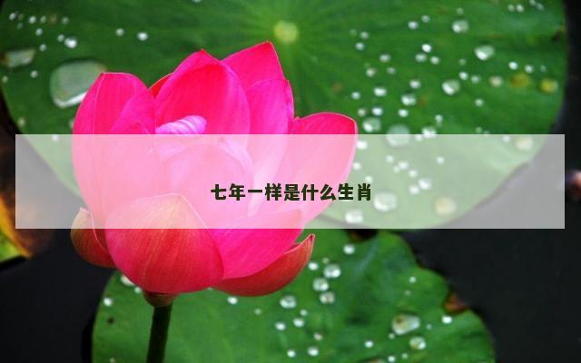 七年一样是什么生肖