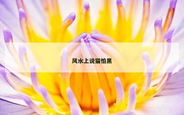风水上说猫怕黑