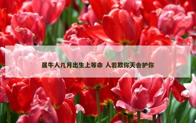 属牛人几月出生上等命 人若欺你天会护你