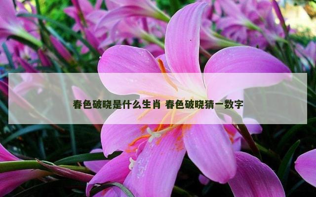 春色破晓是什么生肖 春色破晓猜一数字