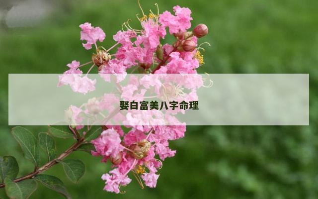 娶白富美八字命理