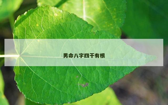 男命八字四干有根