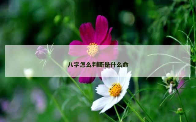 八字怎么判断是什么命