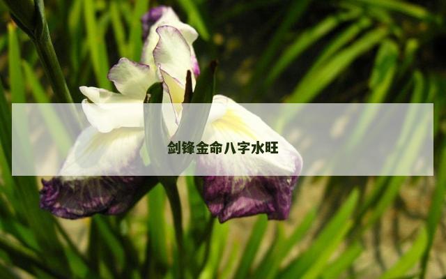 剑锋金命八字水旺