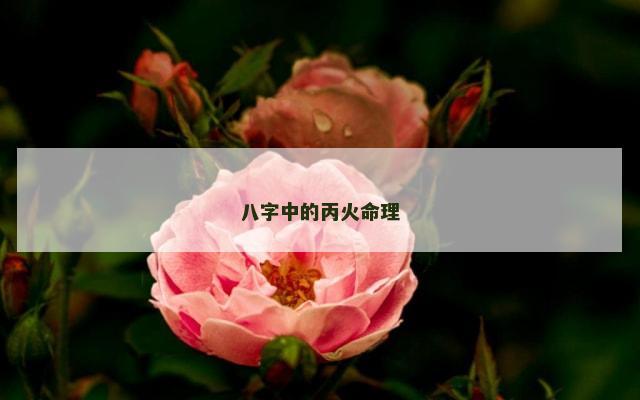 八字中的丙火命理