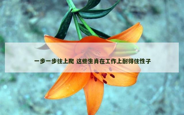 一步一步往上爬 这些生肖在工作上耐得住性子