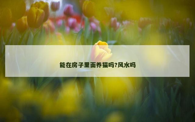 能在房子里面养猫吗?风水吗