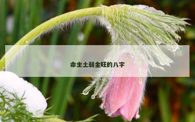 命主土弱金旺的八字