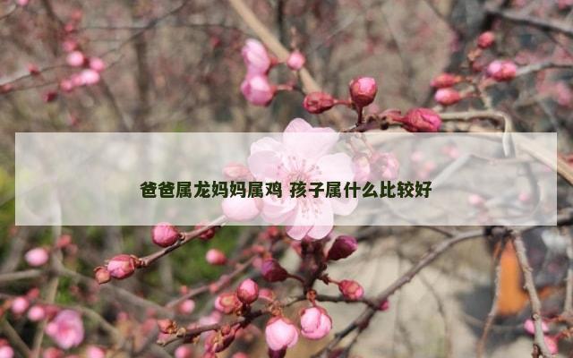 爸爸属龙妈妈属鸡 孩子属什么比较好