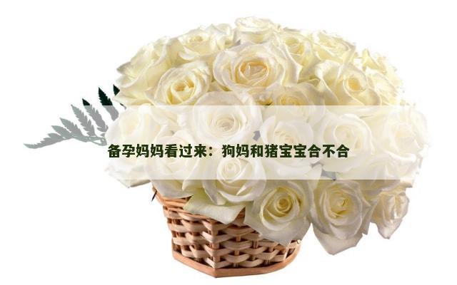 备孕妈妈看过来：狗妈和猪宝宝合不合