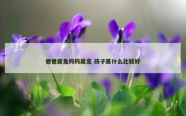 爸爸属兔妈妈属龙 孩子属什么比较好