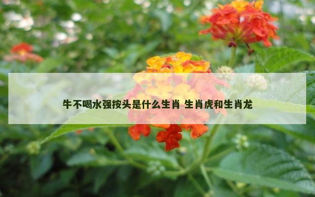 牛不喝水强按头是什么生肖 生肖虎和生肖龙
