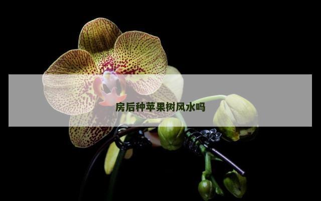 房后种苹果树风水吗