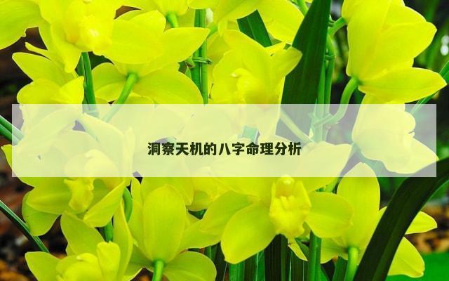 洞察天机的八字命理分析