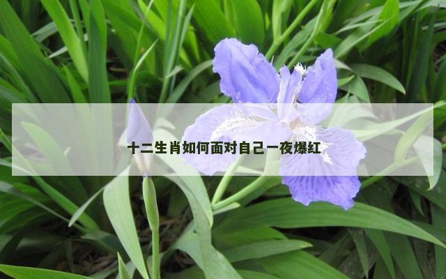 十二生肖如何面对自己一夜爆红