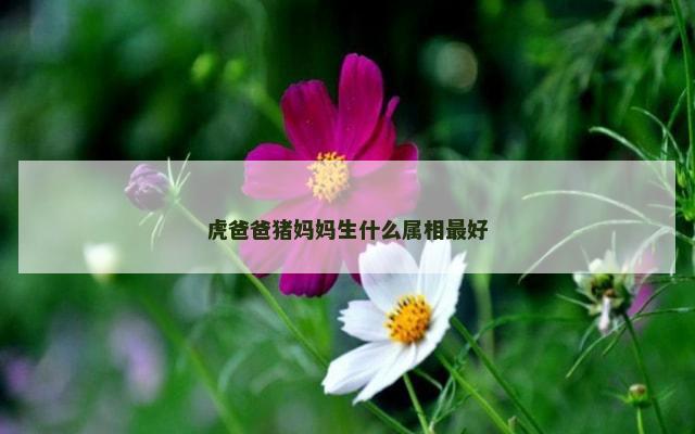 虎爸爸猪妈妈生什么属相最好