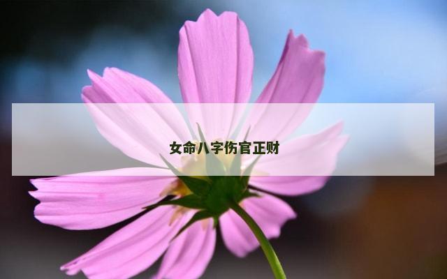 女命八字伤官正财