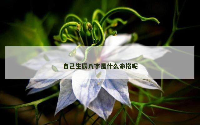 自己生辰八字是什么命格呢