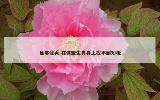 足够优秀 在这些生肖身上找不到短板