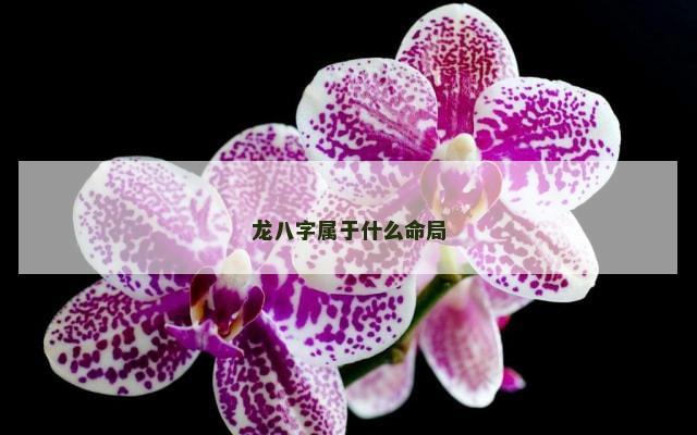 龙八字属于什么命局