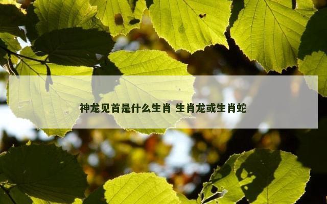 神龙见首是什么生肖 生肖龙或生肖蛇