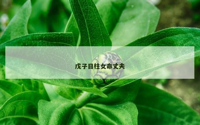 戊子日柱女命丈夫