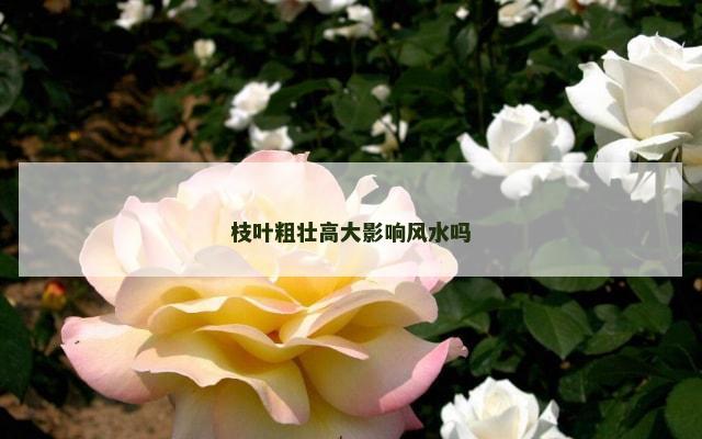 枝叶粗壮高大影响风水吗