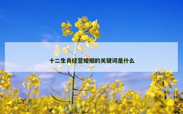 十二生肖经营婚姻的关键词是什么