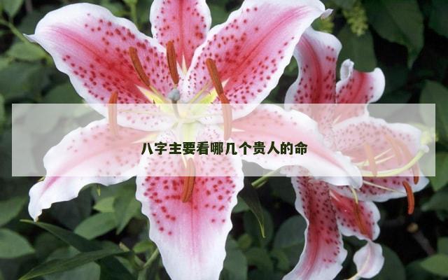 八字主要看哪几个贵人的命
