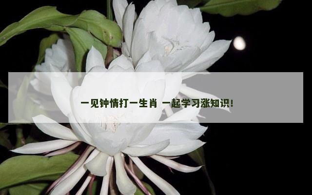 一见钟情打一生肖 一起学习涨知识！