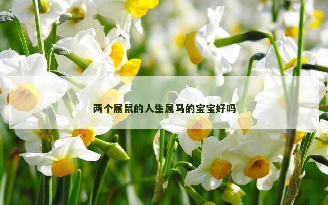 两个属鼠的人生属马的宝宝好吗