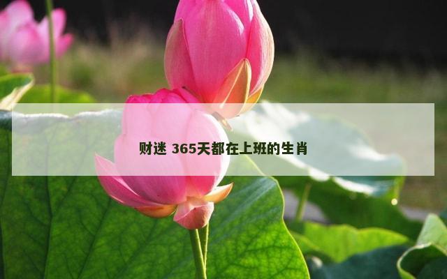 财迷 365天都在上班的生肖