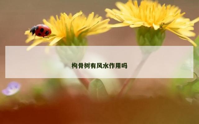 枸骨树有风水作用吗