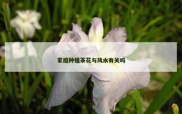 家庭种植茶花与风水有关吗