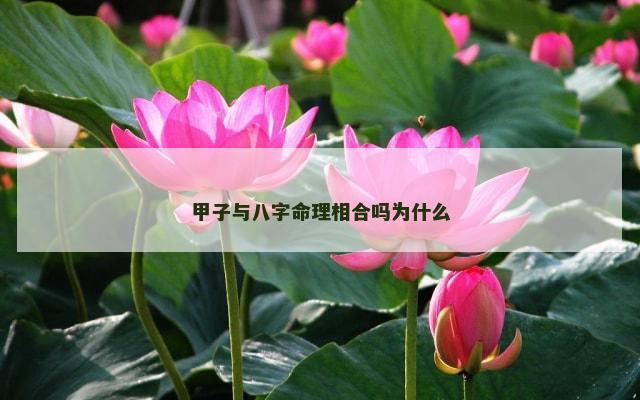 甲子与八字命理相合吗为什么