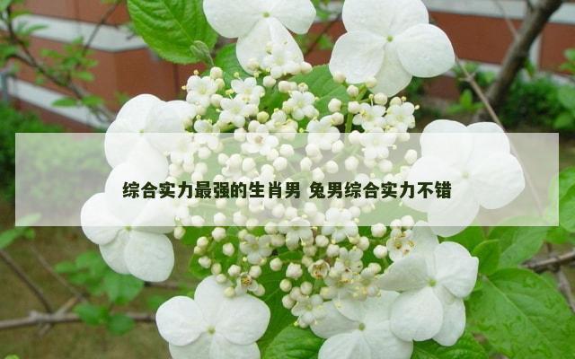 综合实力最强的生肖男 兔男综合实力不错
