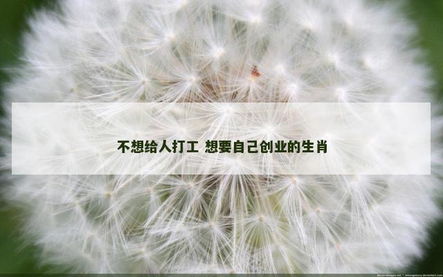 不想给人打工 想要自己创业的生肖