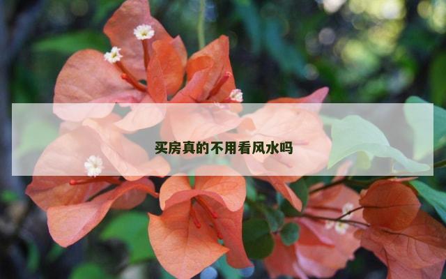 买房真的不用看风水吗