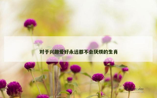 对于兴趣爱好永远都不会厌烦的生肖