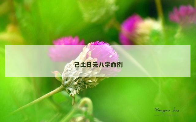 己土日元八字命例