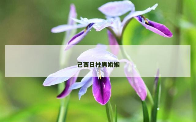己酉日柱男婚姻