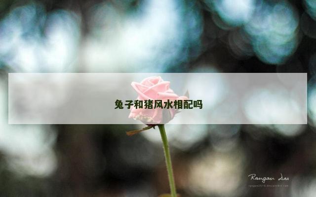 兔子和猪风水相配吗